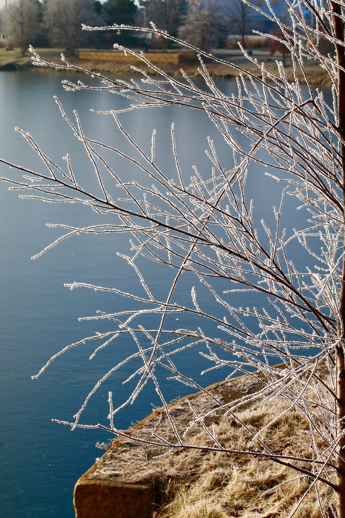Frosty morning